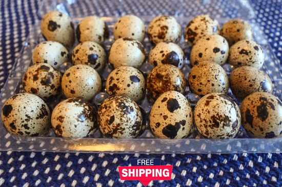 8 Dozen Farm Fresh n Tasty Organic Jumbo Quail Eggs