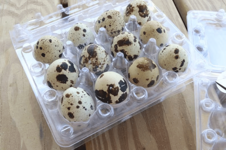 8 Dozen Farm Fresh n Tasty Organic Jumbo Quail Eggs