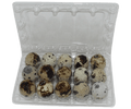 15-cell Jumbo Quail Egg Cartons (3x5)