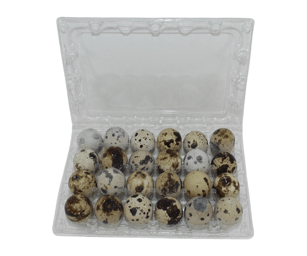 24-cell Jumbo Quail Egg Cartons (4x6)