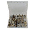 30-cell Jumbo Quail Egg Cartons (5x6)